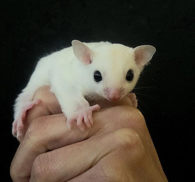 Sugar glider,leteca veverica leutustic boje