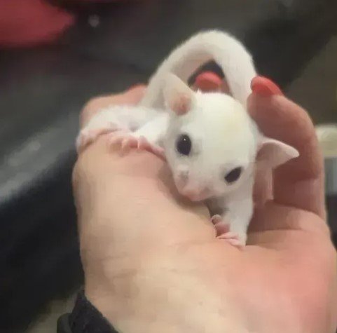 Sugar glider,leteca veverica leutustic boje