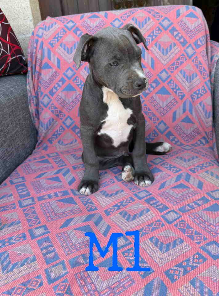 Pitbul Blue Nose stenci