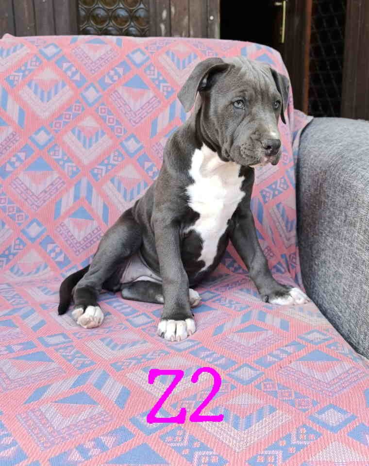 Pitbul Blue Nose stenci