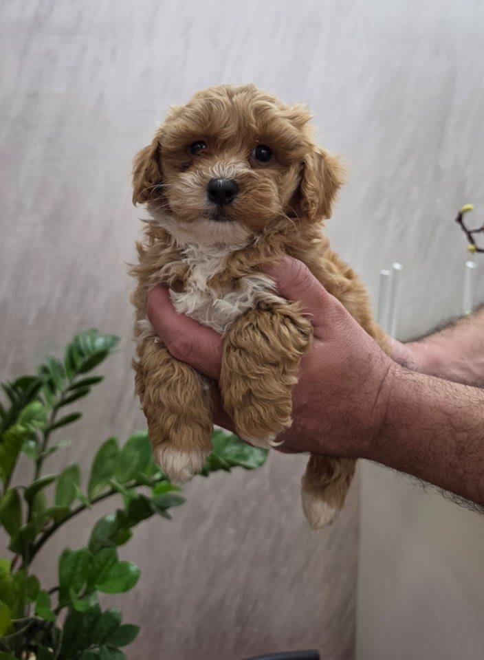 Maltipoo stenci spremni su za preuzimanje