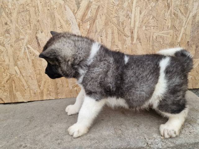 Američka Akita štenci
