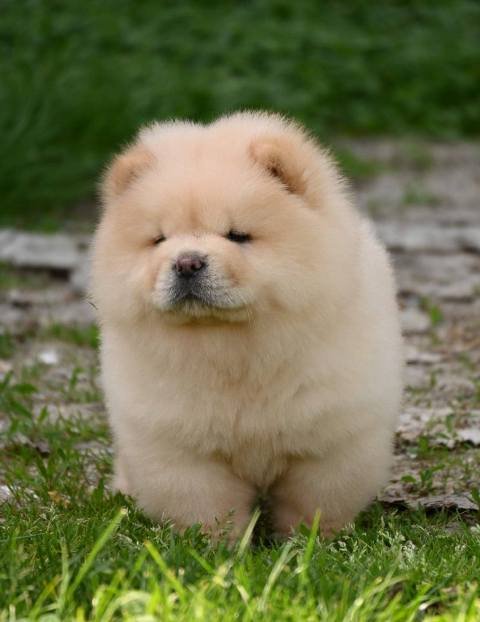 Chow Chow Cau Cau Čau Čau