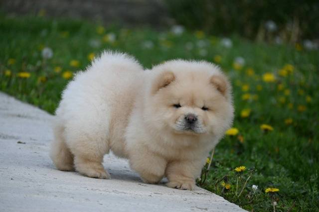 Chow Chow Cau Cau Čau Čau