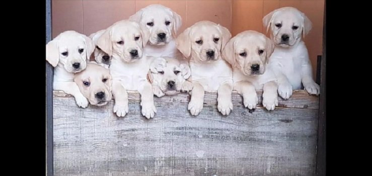 LABRADOR stenci