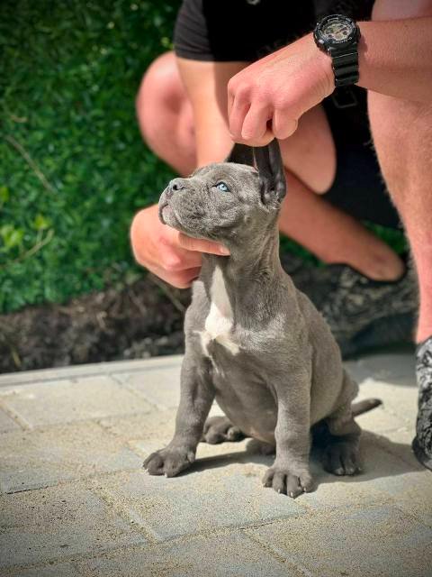 Cane Corso štenci