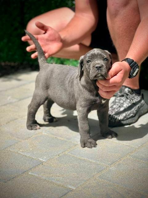 Cane Corso štenci