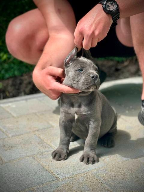 Cane Corso štenci