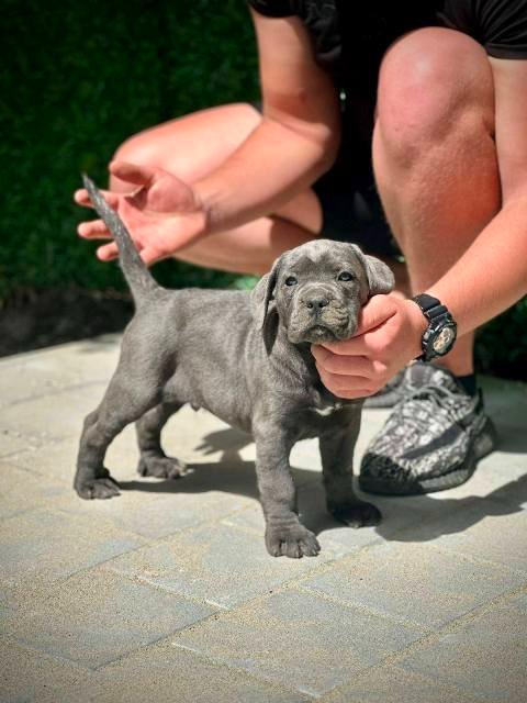 Cane Corso štenci