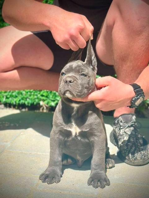 Cane Corso štenci