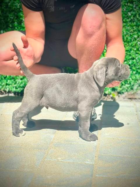 Cane Corso štenci