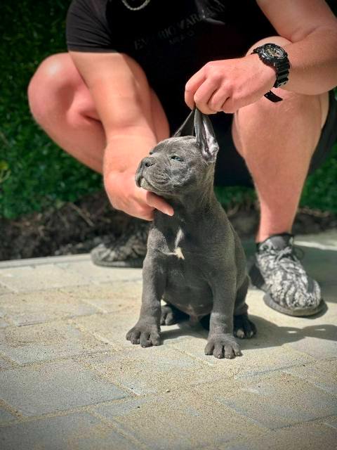 Cane Corso štenci