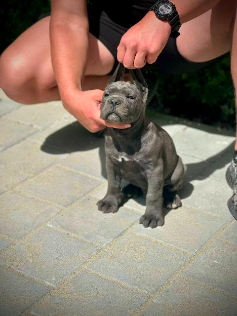 Cane Corso štenci