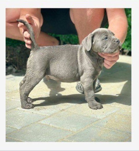 Cane Corso štenci