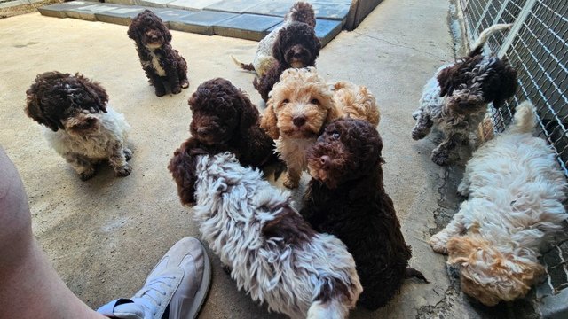 Lagotto Romagnolo štenci