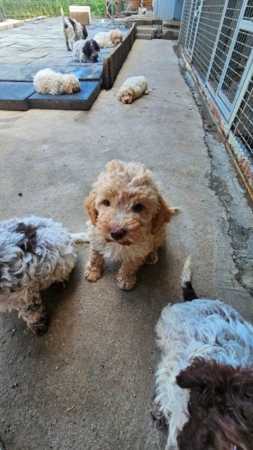 Lagotto Romagnolo štenci