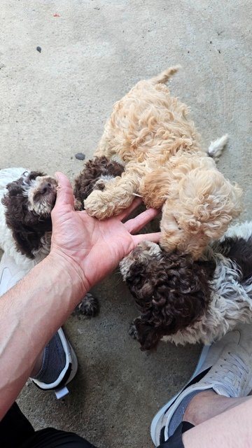 Lagotto Romagnolo štenci