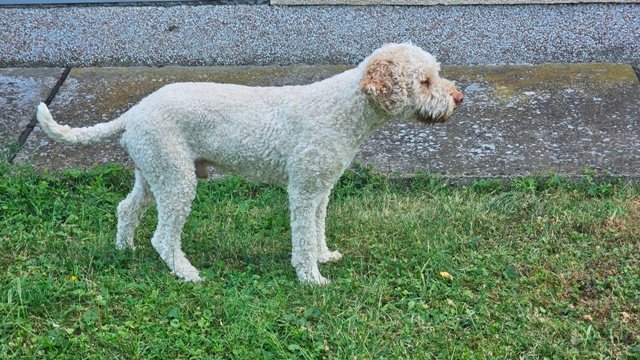 Lagotto Romagnolo štenci
