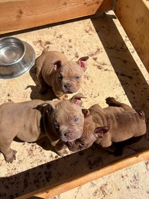 American bully exzotik-mikro štenci