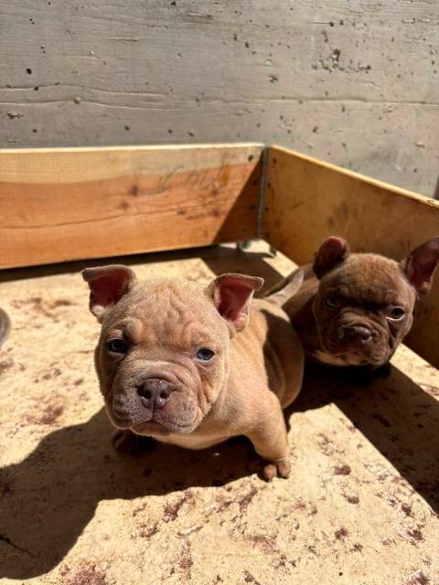 American bully exzotik-mikro štenci