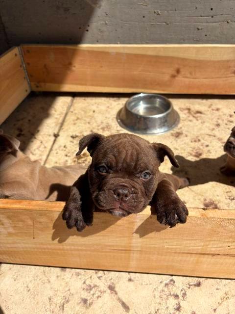 American bully exzotik-mikro štenci