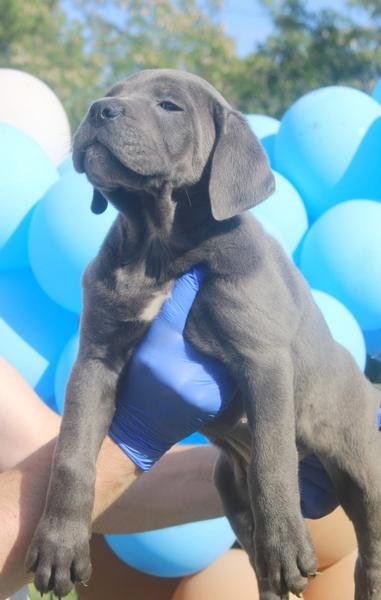 Cane Corso štenci