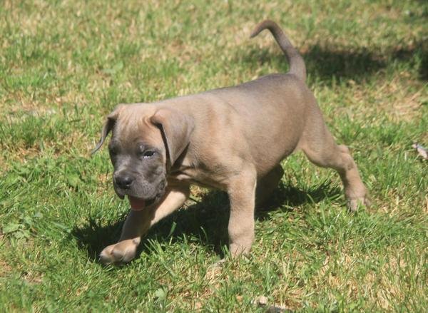 Cane Corso štenci