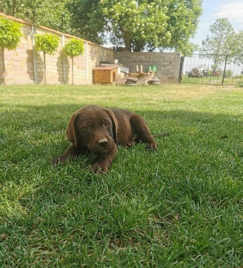 Čokoladni labrador