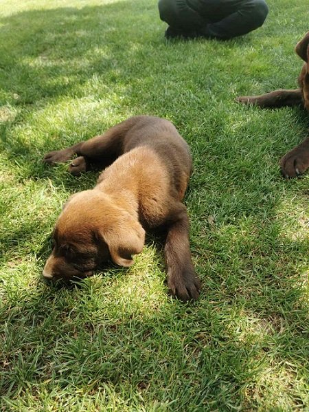Čokoladni labrador