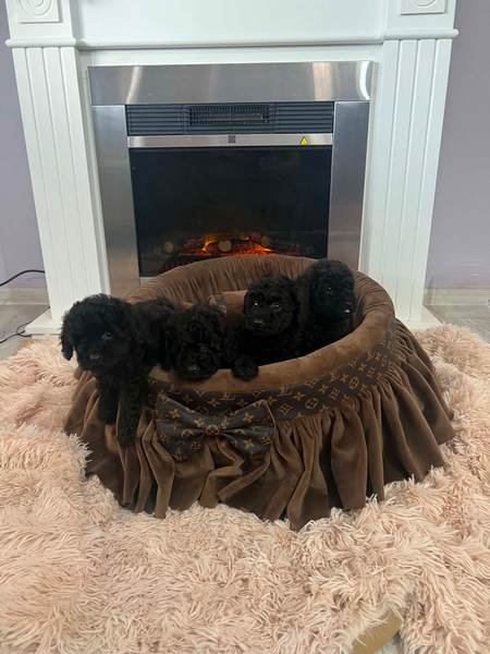 Toy pudle