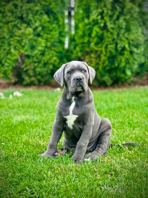 Cane Corso plavi mužjak TOP QUALITY
