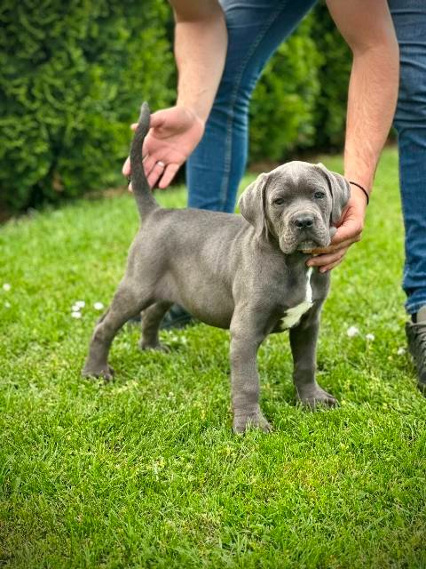 Cane Corso plavi mužjak TOP QUALITY