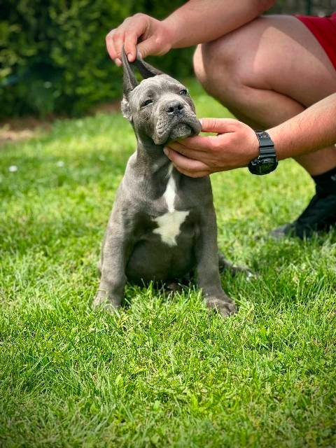 Cane Corso plavi mužjak TOP QUALITY
