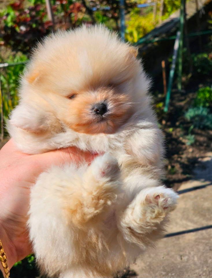 Najlepsi Pomeranci Boo