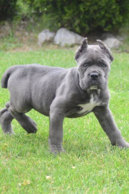 Cane Corso, štenci vrhunskog kvaliteta