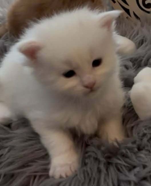 Maine Coon mačići