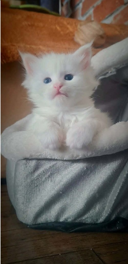 Maine Coon mačići
