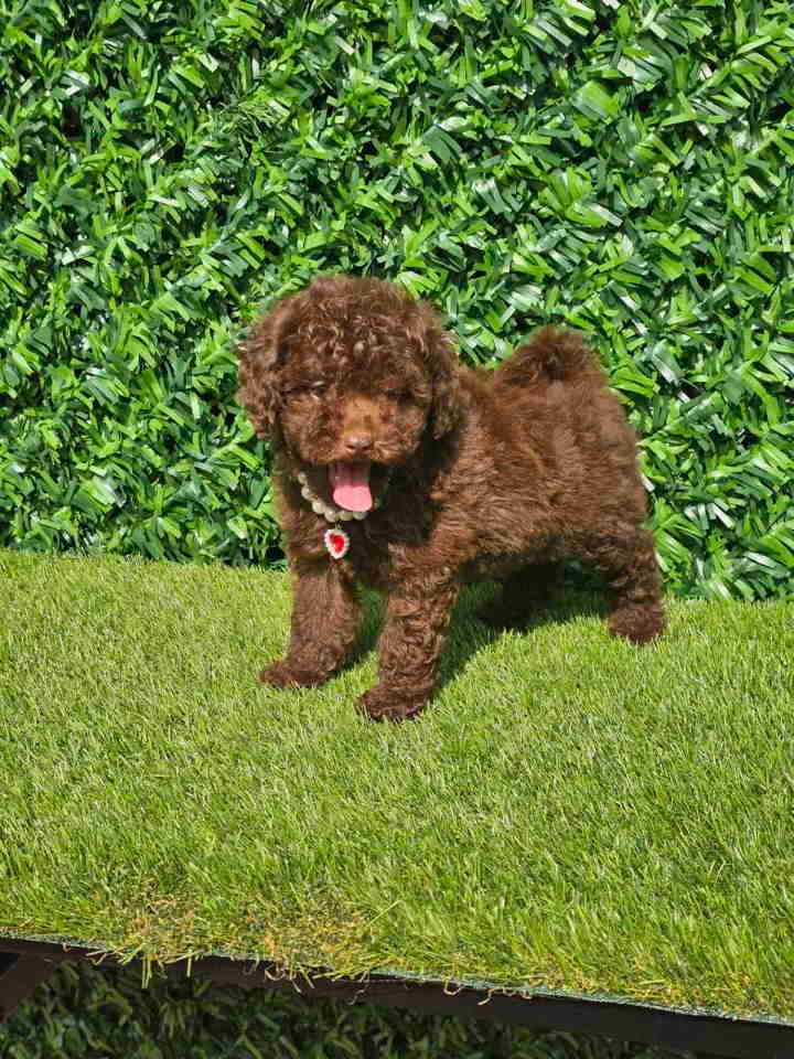 Cokoladne toy pudle