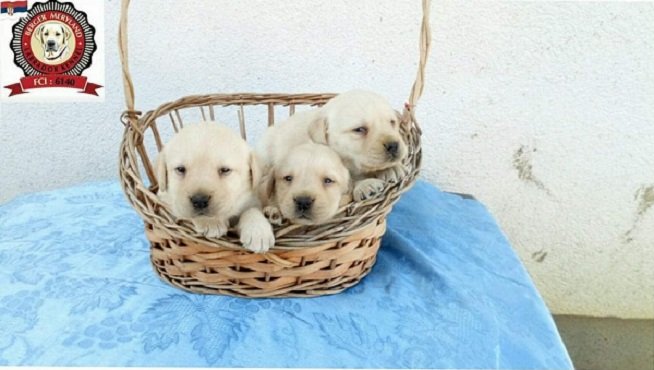 Stenci LABRADOR retrivera