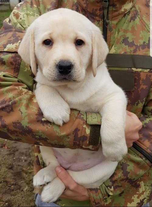 Stenci LABRADOR retrivera
