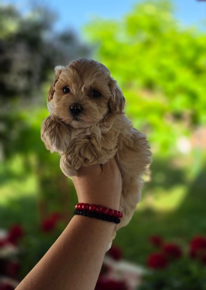 Savrseni maltipoo bebani spremni su za preuzimanje