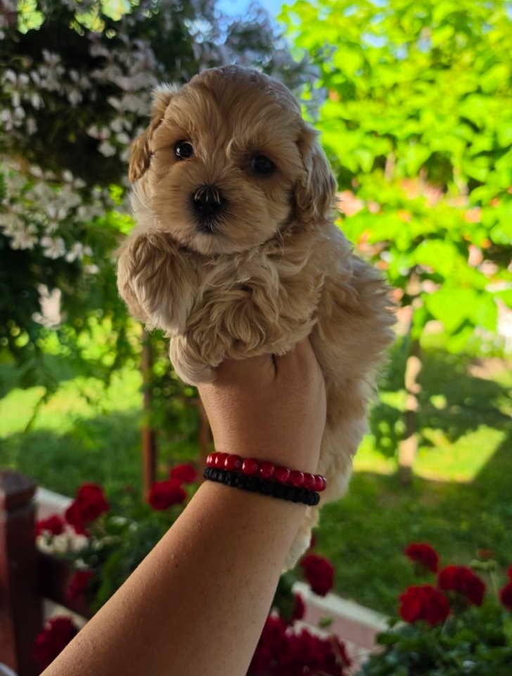 Savrseni maltipoo bebani spremni su za preuzimanje