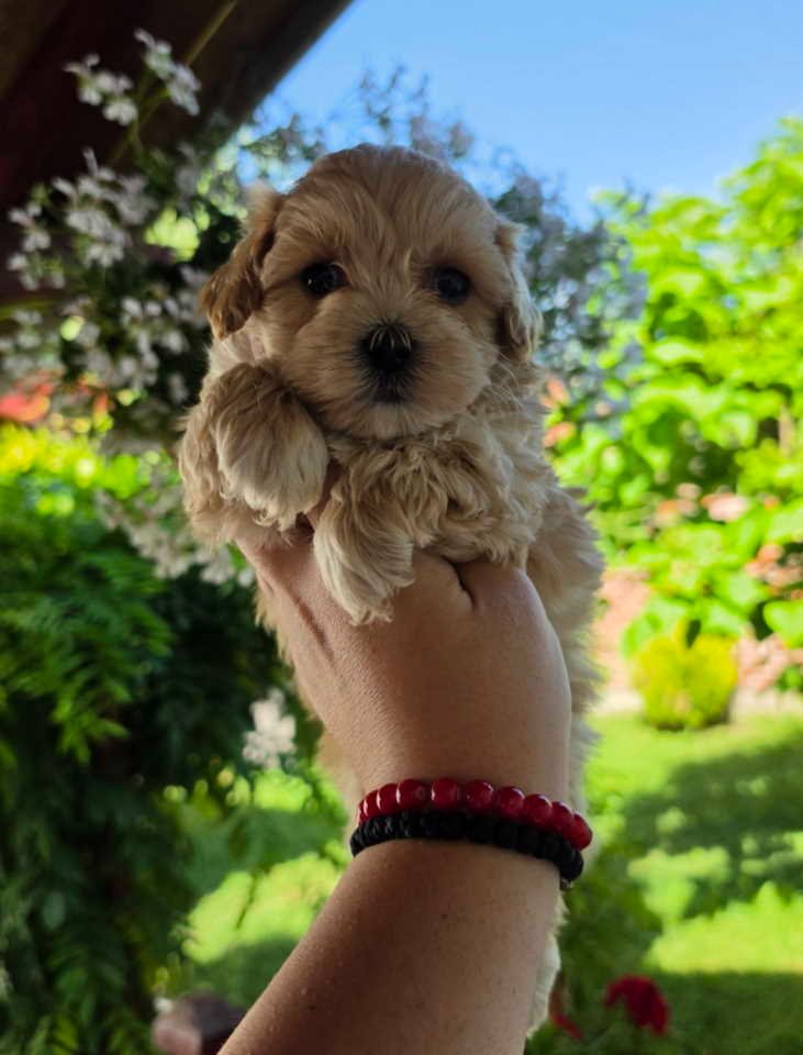 Savrseni maltipoo bebani spremni su za preuzimanje