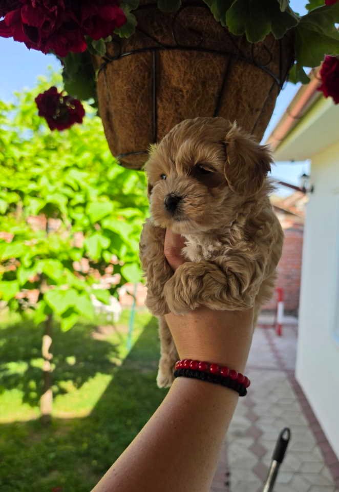 Savrseni maltipoo bebani spremni su za preuzimanje