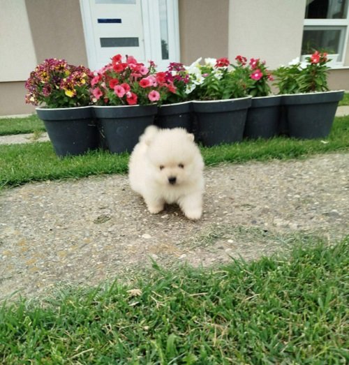 Prelepi Boo medvedici