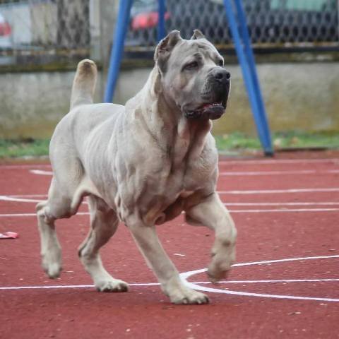 Kane Korso štenci