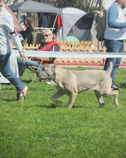 Kane Korso štenci