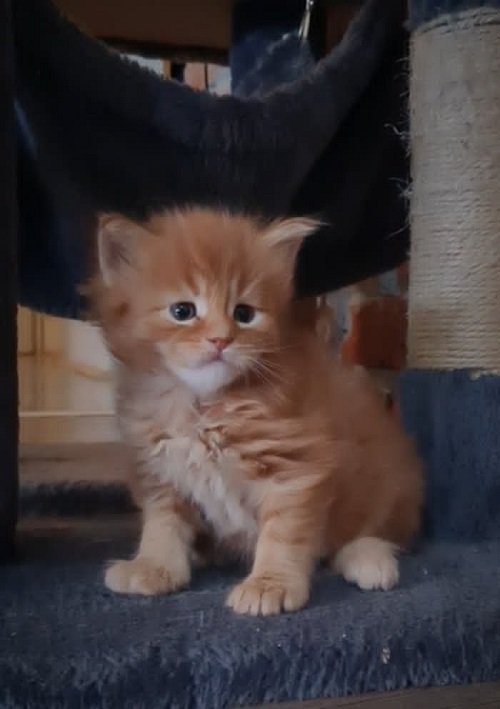 Maine Coon mačići