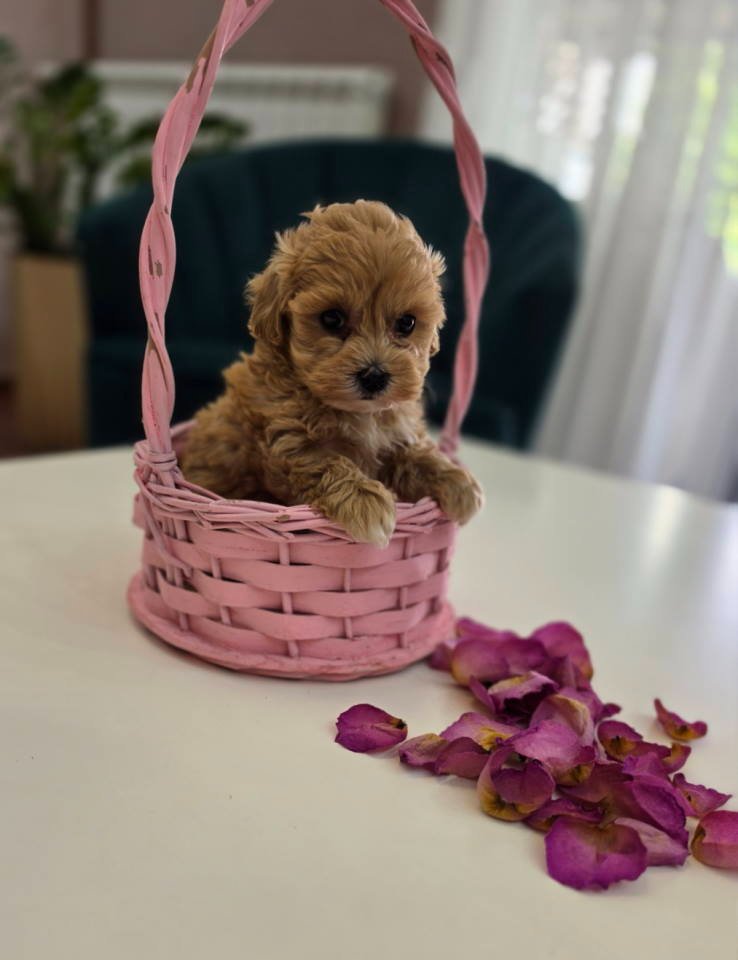 Preslatki maleni MALTIPOO stenci
