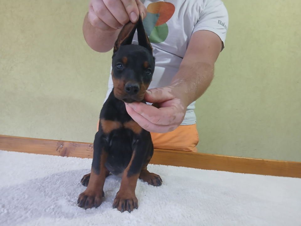 Vrhunski Doberman štenci 6 nedelja stari